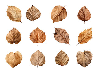Wall Mural - Collection of autumn-dried leaves isolated on a transparent background