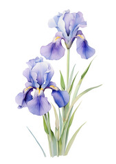 Wall Mural - watercolor iris flower isolated on white background