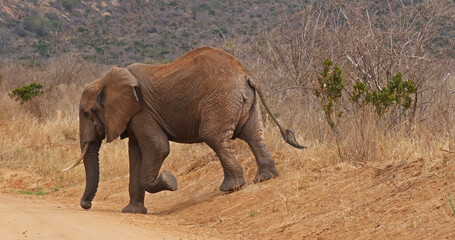 Wall Mural - African Elephant, loxodonta africana, Adult in savannah, Tsavo Park in Kenya