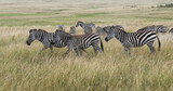 Fototapeta Konie - Grant's Zebra, equus burchelli boehmi, Herd walking through Savannah, Masai Mara Park in Kenya