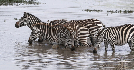 Sticker - Grant's Zebra, equus burchelli boehmi, Herd standing at the Water Hole, Masai Mara Park in Kenya