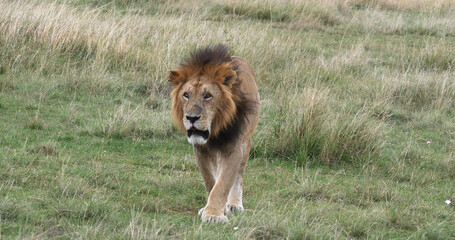 Wall Mural - African Lion, panthera leo, Male walking through Savannah, Nairobi Park in Kenya