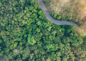 Wall Mural - Aerial top view of green forest and highway road. Drone view of green trees and morning fog. Green trees background for carbon neutrality and net zero emissions concept. Sustainable green environment.