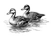 Swimming duck hand drawn ink sketch. Engraved style vector illustration
