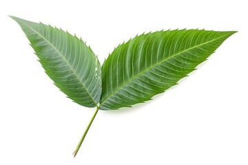 green leaf isolated on white background Created with generative Ai