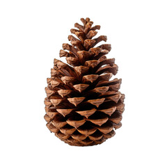 Pitch pine cone isolated on transparent background