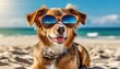 a cute dog with sunglasses on the sand beach on a sunny day enjoying vacation. hot summer day at the sea ocean