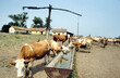 Cows grazing near a shadoof