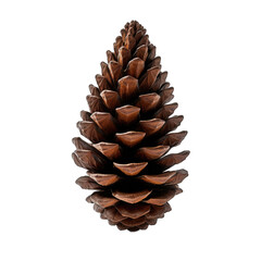 Wall Mural - Engelmann spruce cone isolated on transparent background