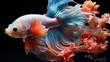 Betta Fish, Background Image, Background For Banner, HD