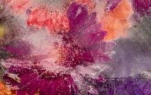Abstract Background Of Close Up Of Pink And Red Frozen Flowers In Ice