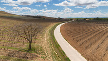 Aerial View Of A Lone Tree In A Vineyard During Spring In The Ribera Del Duero Denomination Of Origin Region In The Valladolid Province Of Spain