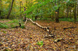 Broken Tree in Gosforth Park Woodland, located north of Newcastle in Tyne and Wear this woodland is popular with dog walkers and gives a rural setting in an urban area