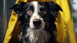 wet dog after shower. Border collie with yellow towel. Pet grooming