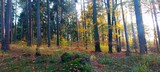 Fototapeta Tęcza - Las jesienią