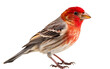 Finch on a Transparent Background