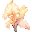 watercolor pale peach color gladiolus flower