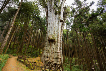 Sticker - Alishan national park with big giant tree in ancient at Taiwan