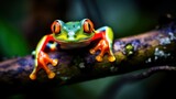 Fototapeta Zwierzęta - Close-up photo of Australian frog