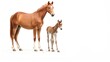  a horse and a foal standing next to each other on a white background in front of a white backdrop.  generative ai