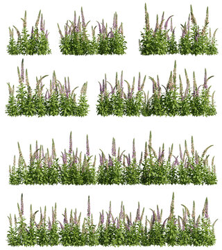 Set of foxgloves plants, 3D rendering with transparent background