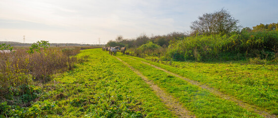 Wall Mural - Herd of feral horses walking along a lake in sunlight beneath a blue cloudy sky in winter, Almere, Flevoland, The Netherlands, November 9, 2023