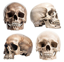 Set Of Human Skulls, Cut Out