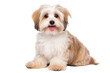Havanese dogs looking at the camera isolated on transparent background
