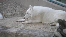 White Wolf (Canis Lupus Arctos) Lying Down Resting At Zoo