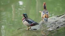 Couple Of Mandarin Duck (Aix Galericulata) Male And Wood Duck Drake (Aix Sponsa) On A Log In The Lake