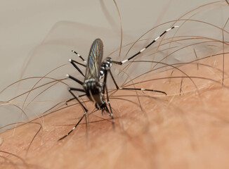 Wall Mural - macro