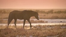 Wild Horse Stallion Kicking Up Dust Walking Through The Utah Desert During Sunset.