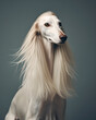 white hound dog with long hair of an afghan breed