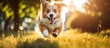 During the summer a happy dog enjoys running in the park capturing the cute and funny portrait of this energetic animal while embracing the city s nature and fostering a healthy and fun fil