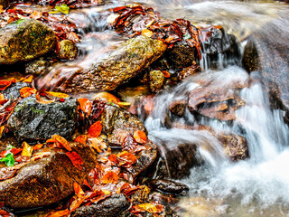 Wall Mural - Mountain stream in the forest. HDR Image (High Dynamic Range).