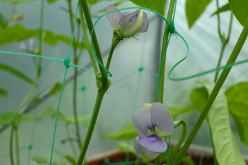 Wall Mural - Beautiful delicate flowers of the Yard Long Bean plant (Vigna unguiculata), sometimes known as the Asparagus or Snake Bean
