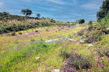 Wall Mural - primavera no campo