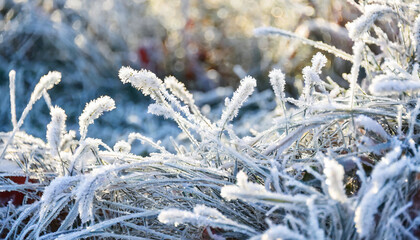 Wall Mural - beautiful background image of hoarfrost in nature close up