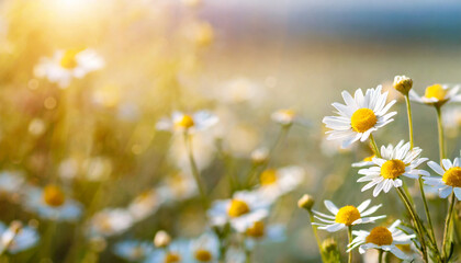 Wall Mural - beautiful field meadow flowers chamomile in morning sunny meadow nature landscape close up macro wide format banner copy space