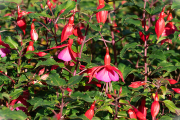 F⁠uchsia magellanica flowers in a park in the town of Gjøvik, Norway.