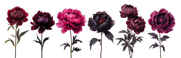 Wall Mural - isolated illustration of purple peony flowers. Created with Generative AI