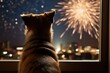 Hund schaut das Feuerwerk zu Silvester an. Neugieriger Hund von Hinten darf Raketen vom Fenster aus beobachten.