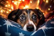 Hund hat Angst vor dem Feuerwerk zu Silvester. Ängstlicher Blick vom Hund vor Böllern und Raketen im Hintergrund.