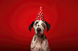 Dalmatian dog in birthday hat on red background