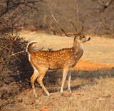 Fototapeta  - The spotted deer, or chital, is the most common deer species in Indian forests. Ranthambore National Park Rajasthan India