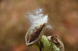 A milkweed pod has burst open and its seeds are ready to disperse in the autumn wind.