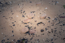 Selective blur on purple jellyfish dying on the sand of a beach of the baltic sea in Jurmala, Latvia, of the aurelia aurita family, also called common jellyfish, moon or saucer jelly.
