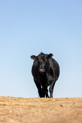 Healthy Regenerative Cattle, Holistic Management