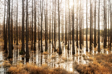 Dead Trees Reflected In Swamp Water
