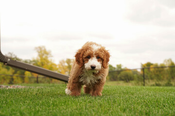 Dog Puppy in yard golden doodle walking